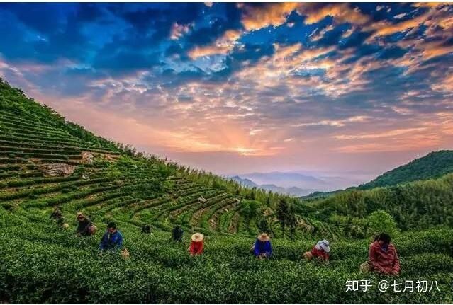 茶叶探秘：祁门红茶与黄山毛峰，谁才是真正的茶界霸主？